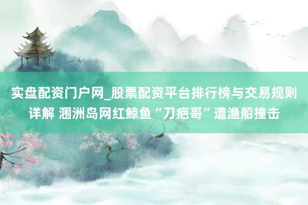 实盘配资门户网_股票配资平台排行榜与交易规则详解 涠洲岛网红鲸鱼“刀疤哥”遭渔船撞击